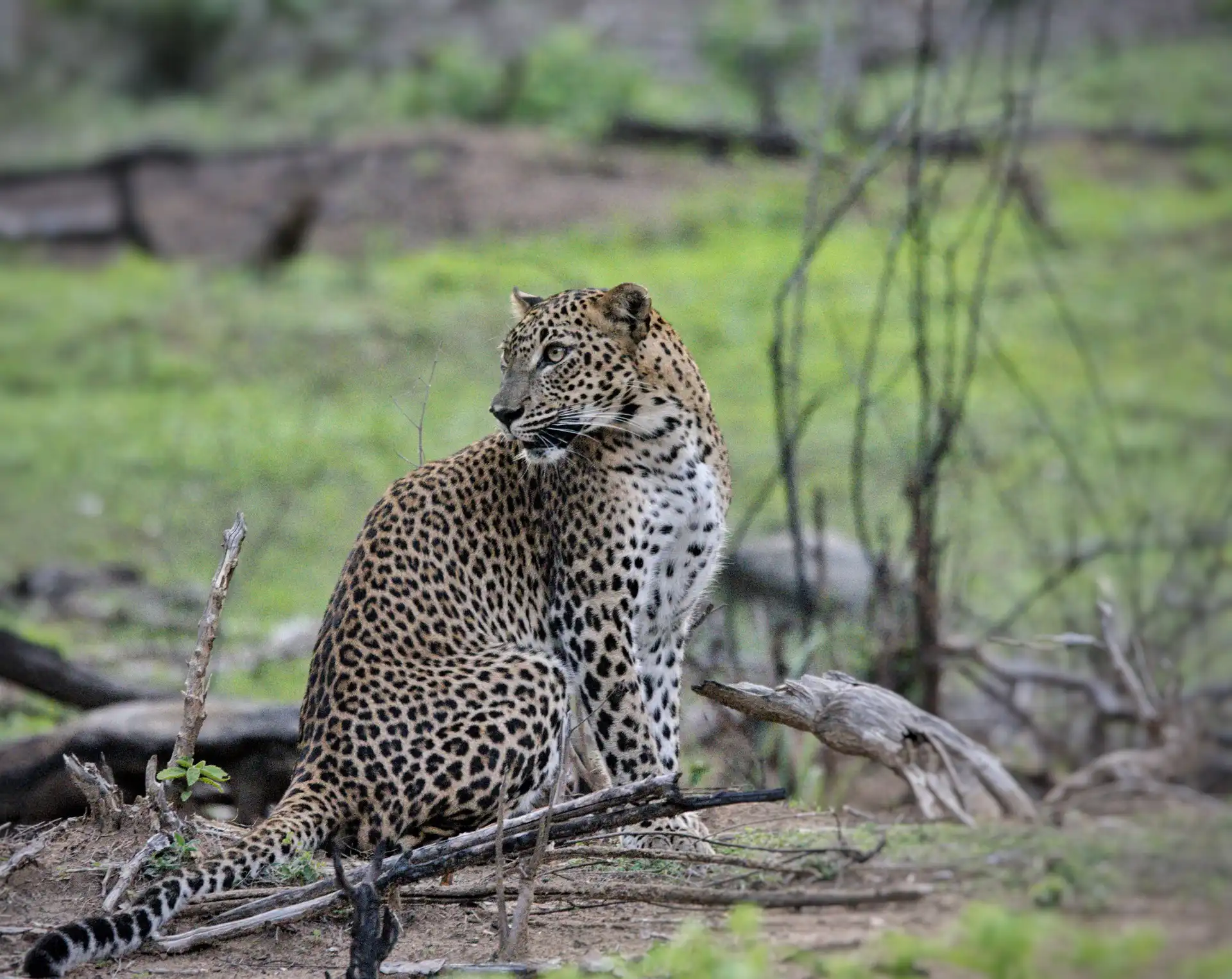 Sri Lankan leopard in lush green vegetation, Yala Block 5
